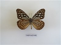 藏品(旖斑蝶)的圖片